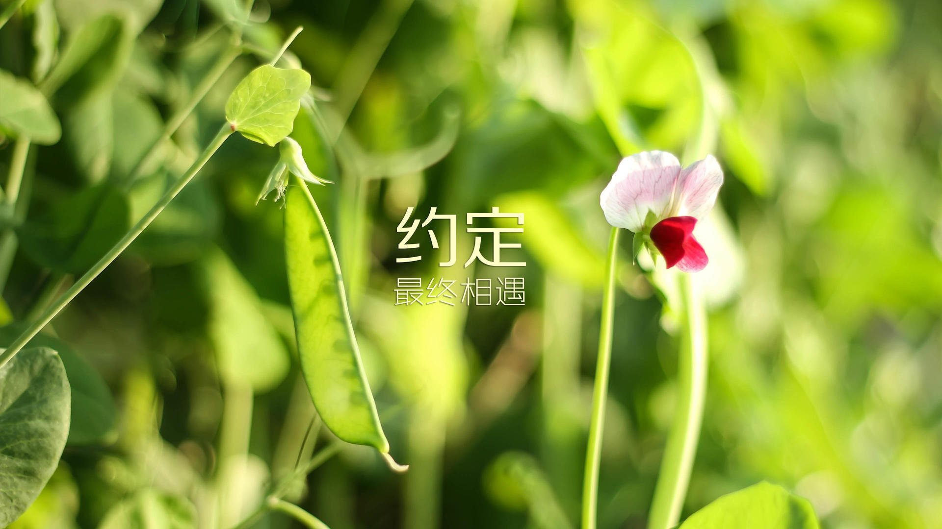 库兹马诺维奇在巴黎奥运会手球比赛中屡次扑救对方单刀球，库兹马首发