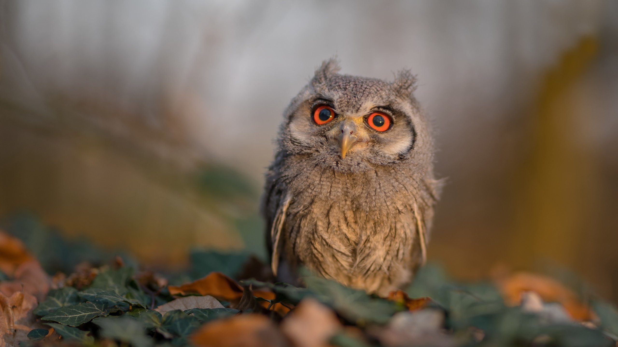 九游(jiuyou)官方网站-大学生滑雪挑战赛推动校园冰雪发展，大学生滑雪活动