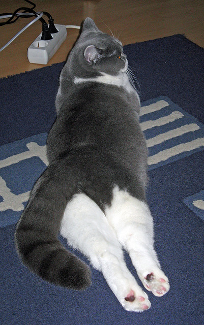 瑞典队的逆袭：2024年混合团体世界杯上的关键时刻，瑞典队2021