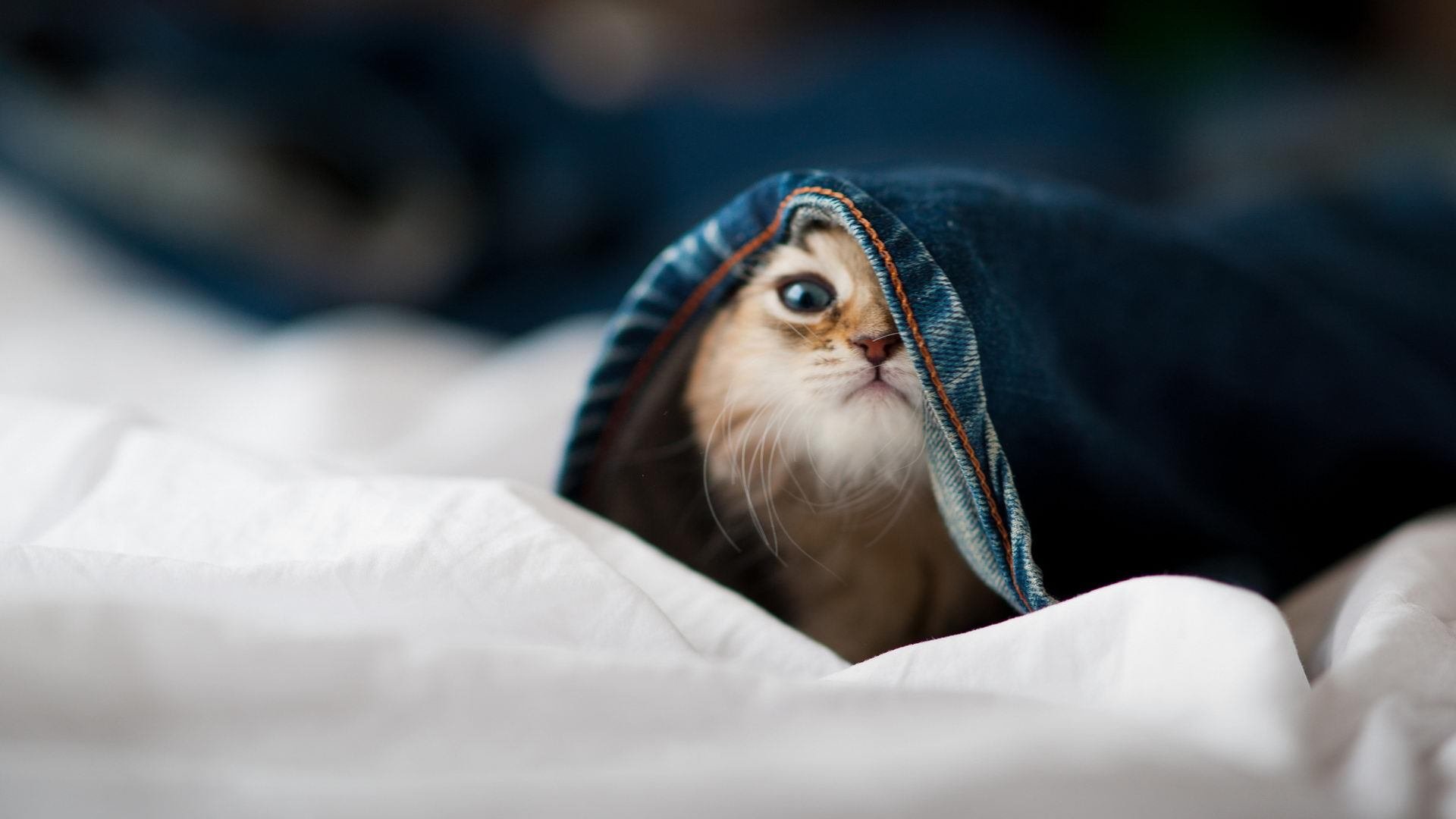 男子中长距离稳步前行,中长距离跑的动作要领