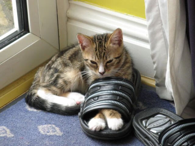 掘金二队表现突出或将提前进入轮换,掘金队怎么样