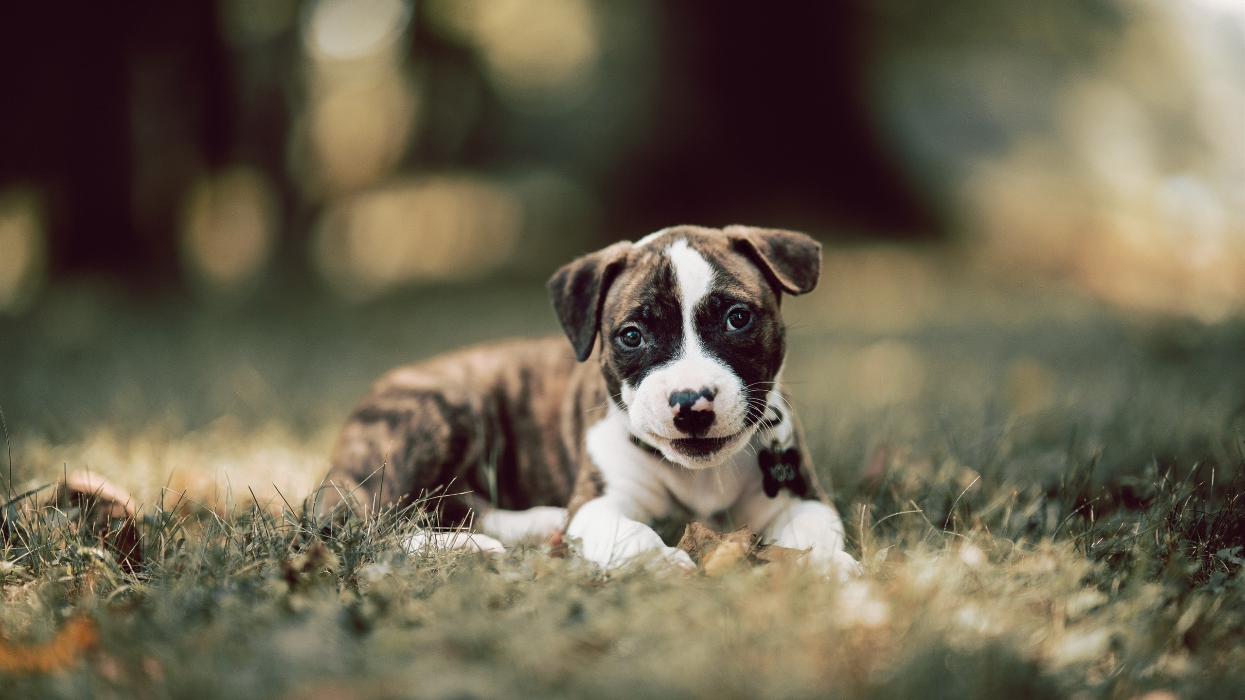 -西亚卡姆抢断致胜猛龙教练战术奏效，西亚卡姆集锦